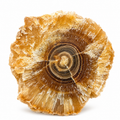 Golden Calcite Stalactite Slice