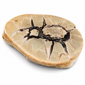 Septarian Nodule Polished Slice