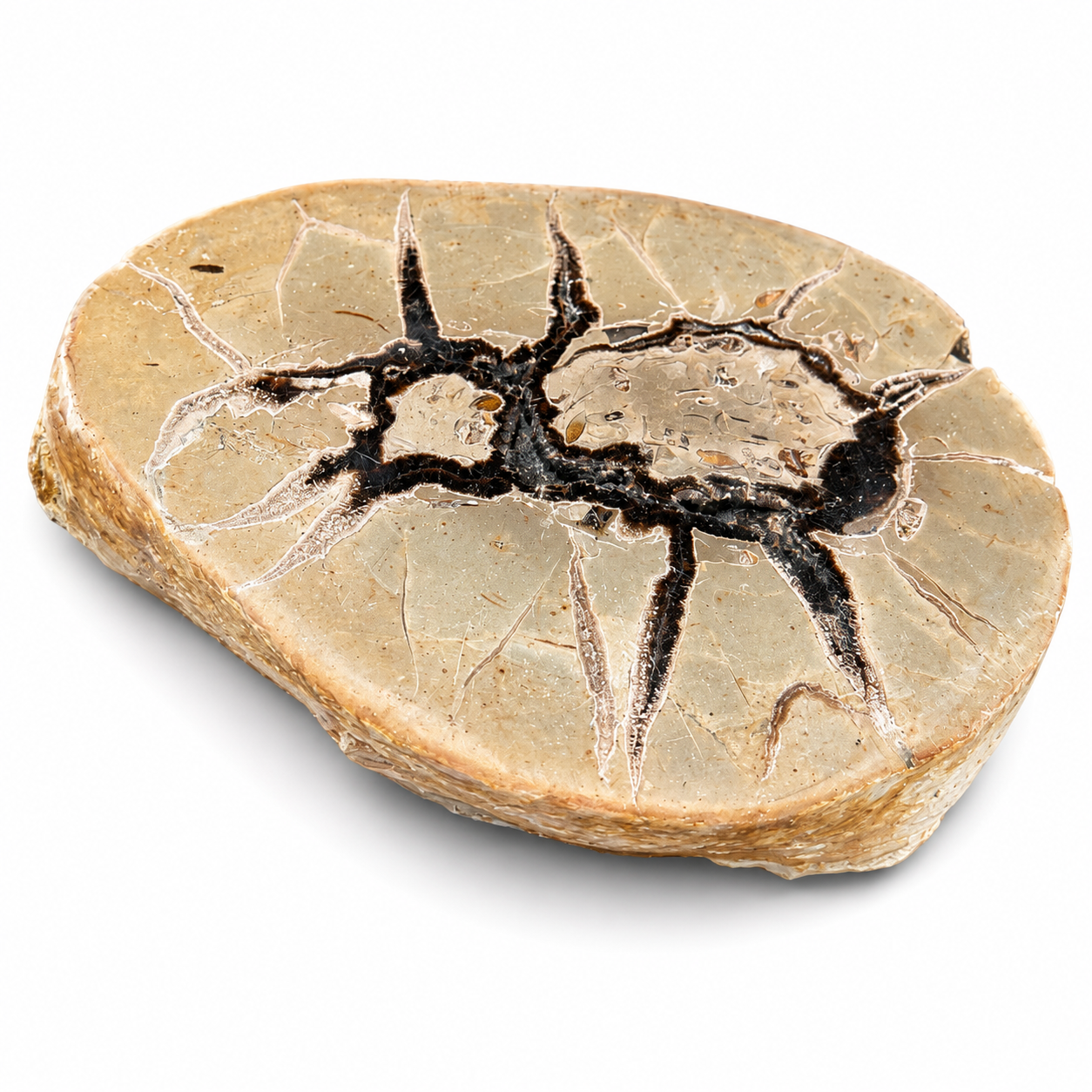 Septarian Nodule Polished Slice