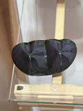 Rainbow Obsidian twin heart carving