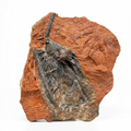 Crinoid Fossil Matrix Slab